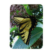 Swallowtail Butterfly I op Milkweed bij Shenandoah Magneet (Verticaal)