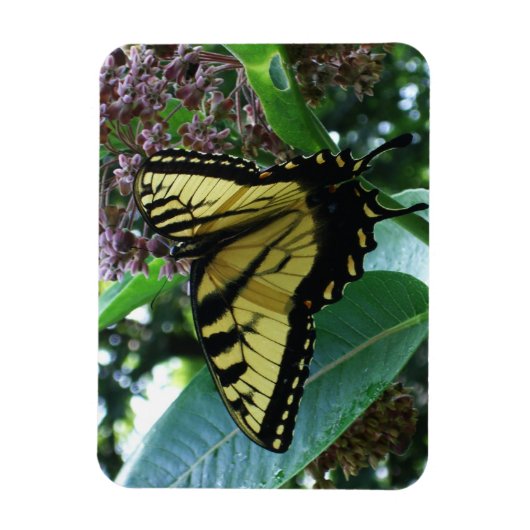 Swallowtail Butterfly I op Milkweed bij Shenandoah Magneet (Verticaal)