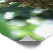 Swallowtail Butterfly I op Milkweed bij Shenandoah Poster (Hoek)