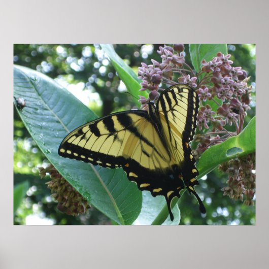Swallowtail Butterfly I op Milkweed bij Shenandoah Poster (Voorkant)