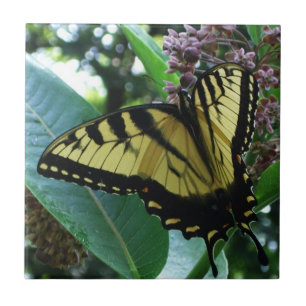 Swallowtail Butterfly I op Milkweed bij Shenandoah Tegeltje