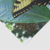 Swallowtail Butterfly I op Milkweed bij Shenandoah Tissuepapier (Detail)