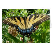 Swallowtail Butterfly II bij Shenandoah (Voorkant Horizontaal)