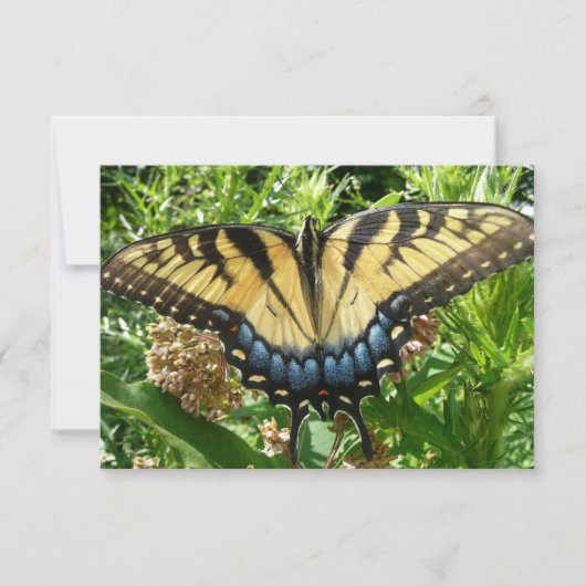 Swallowtail Butterfly II bij Shenandoah (Voorkant)