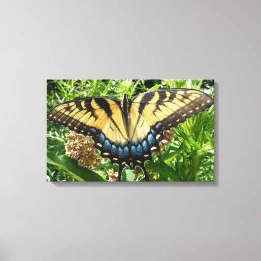 Swallowtail Butterfly II bij Shenandoah Canvas Afdruk (Voorkant)
