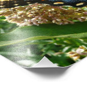 Swallowtail Butterfly II bij Shenandoah Foto Afdruk (Hoek)