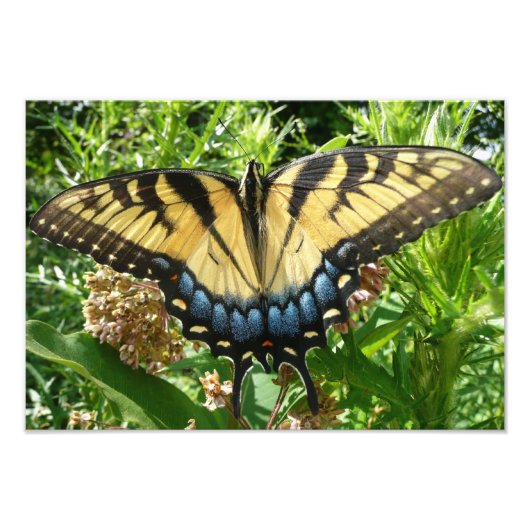 Swallowtail Butterfly II bij Shenandoah Foto Afdruk (Voorkant)