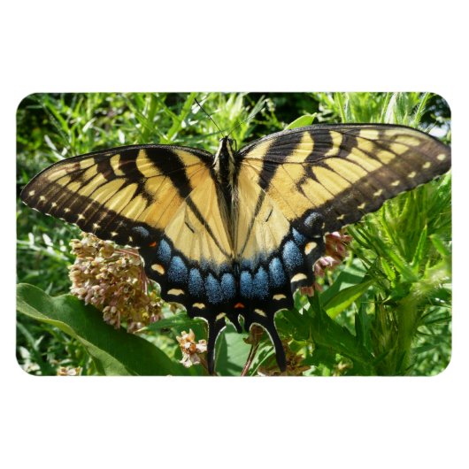 Swallowtail Butterfly II bij Shenandoah Magneet (Horizontaal)