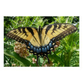 Swallowtail Butterfly II bij Shenandoah Perfect Poster (Voorkant)