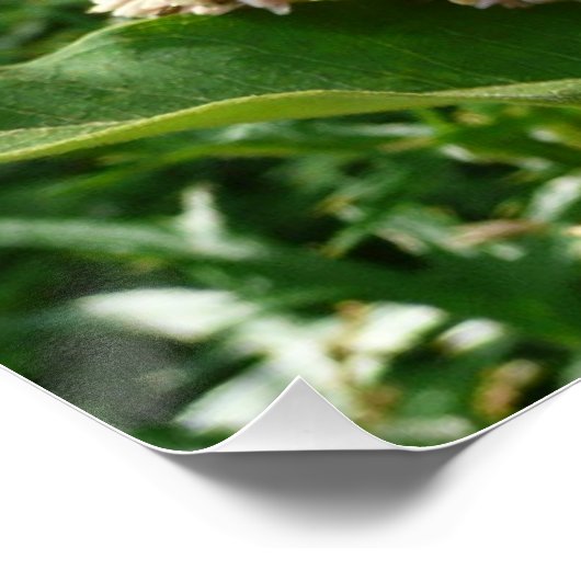 Swallowtail Butterfly II bij Shenandoah Perfect Poster (Hoek)