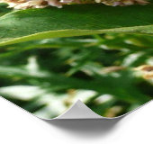 Swallowtail Butterfly II bij Shenandoah Poster (Hoek)