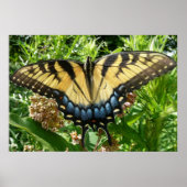 Swallowtail Butterfly II bij Shenandoah Poster (Voorkant)