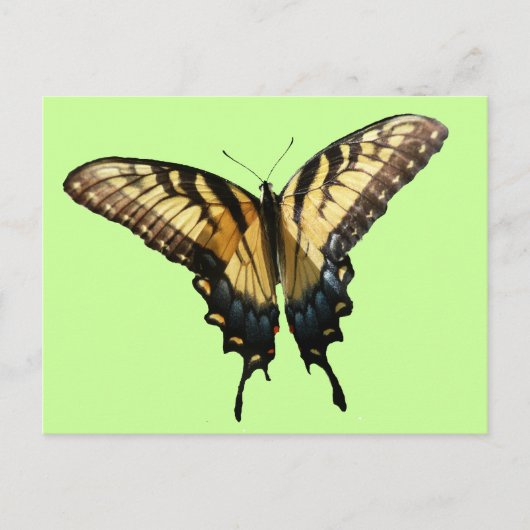Swallowtail Butterfly III Mooie, kleurrijke foto Briefkaart (Voorkant)