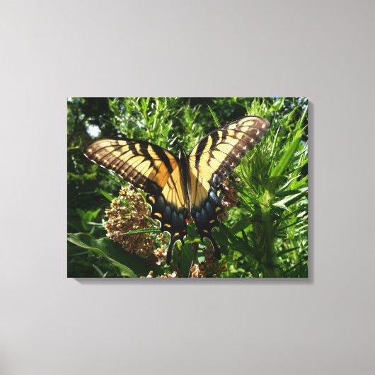 Swallowtail Butterfly III Mooie, kleurrijke foto Canvas Afdruk (Voorkant)
