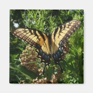 Swallowtail Butterfly III Mooie, kleurrijke foto Magneet