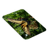 Swallowtail Butterfly III Mooie, kleurrijke foto Magneet (Rechterzijde)