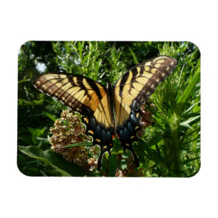 Swallowtail Butterfly III Mooie, kleurrijke foto Magneet