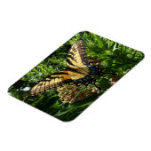 Swallowtail Butterfly III Mooie, kleurrijke foto Magneet (Linkerzijde)
