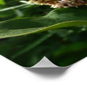 Swallowtail Butterfly III Mooie, kleurrijke foto Poster (Hoek)