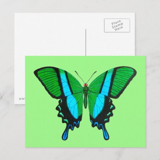 Swallowtail Butterfly in Green, Turquoise & Black Briefkaart (Voorkant / Achterkant)