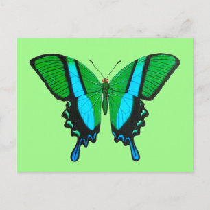 Swallowtail Butterfly in Green, Turquoise & Black Briefkaart