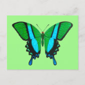 Swallowtail Butterfly in Green, Turquoise & Black Briefkaart (Voorkant)