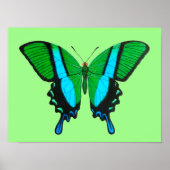 Swallowtail Butterfly in Green, Turquoise & Black Poster (Voorkant)