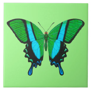 Swallowtail Butterfly in Green, Turquoise & Black Tegeltje