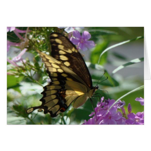 Swallowtail Butterfly&Lavendar Phlox (Voorkant Horizontaal)