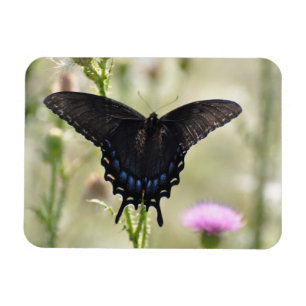 Swallowtail Butterfly Magneet