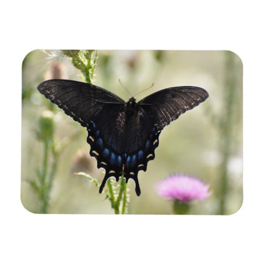 Swallowtail Butterfly Magneet (Horizontaal)