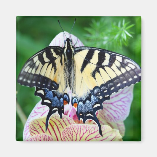 Swallowtail Butterfly Magneet (Voorkant)