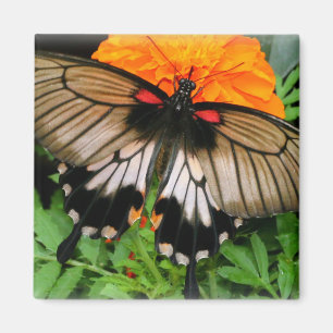 Swallowtail Butterfly Magneet