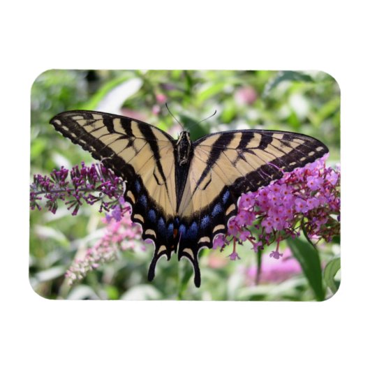 Swallowtail Butterfly Magnet Magneet (Horizontaal)