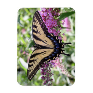 Swallowtail Butterfly Magnet Magneet