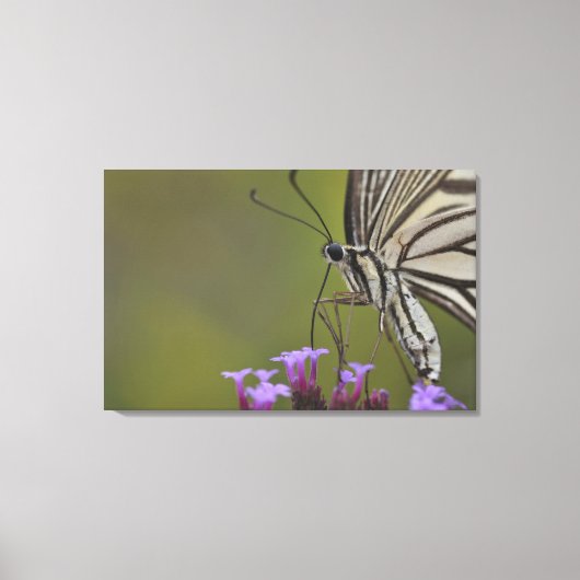Swallowtail Butterfly on flower, Chiba Canvas Afdruk (Voorkant)