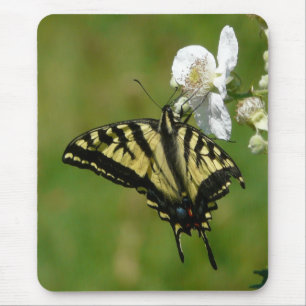 SwallowTail Butterfly op Blackberry Blossom Muismat