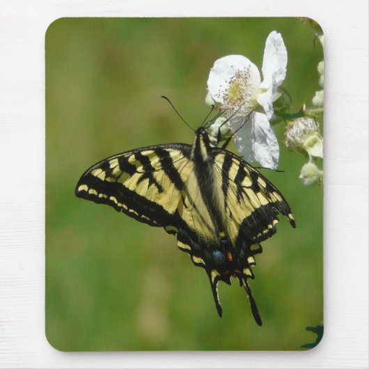 SwallowTail Butterfly op Blackberry Blossom Muismat (Voorkant)