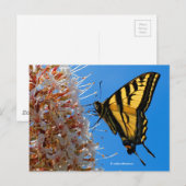 Swallowtail Butterfly op Buckeye Flower Briefkaart (Voorkant / Achterkant)
