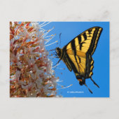 Swallowtail Butterfly op Buckeye Flower Briefkaart (Voorkant)