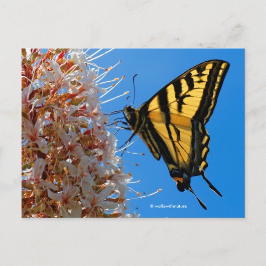 Swallowtail Butterfly op Buckeye Flower Briefkaart (Voorkant)