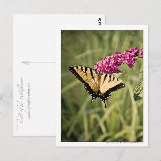 Swallowtail Butterfly op Butterfly Struik Foto Briefkaart (Voorkant / Achterkant)