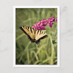 Swallowtail Butterfly op Butterfly Struik Foto Briefkaart