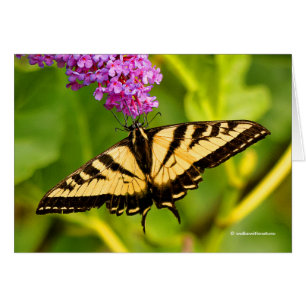 Swallowtail Butterfly op de Butterfly Struik