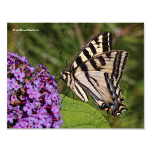 Swallowtail Butterfly op de Butterfly Struik Foto Afdruk