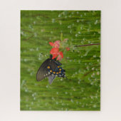 Swallowtail Butterfly op Indian Paintbrush Flower Legpuzzel (Verticaal)