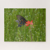 Swallowtail Butterfly op Indian Paintbrush Flower Legpuzzel (Horizontaal)