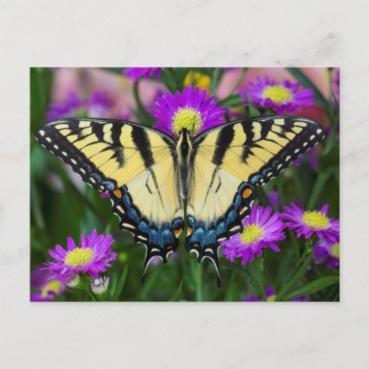 Swallowtail Butterfly op madeliefje Briefkaart (Voorkant)