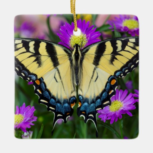 Swallowtail Butterfly op madeliefje Keramisch Ornament (Voorkant)