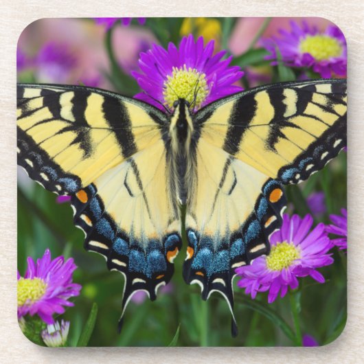 Swallowtail Butterfly op madeliefje Onderzetter (Voorkant)